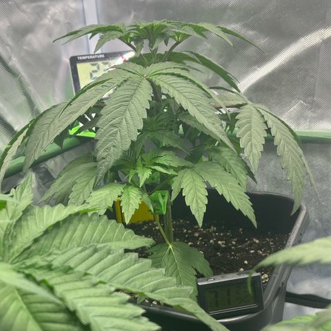 BIG Berry Bliss  growlog timeline photo