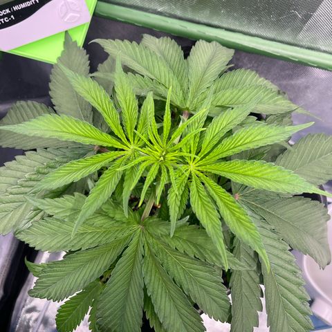 Fullgas  #2 growlog timeline photo