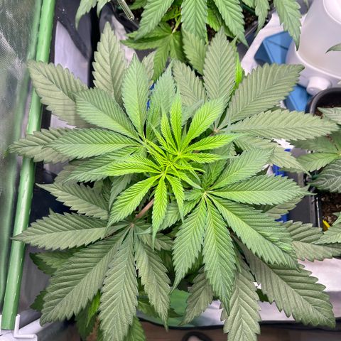 Fullgas  #1 growlog timeline photo