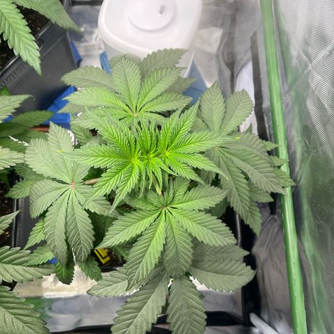 BIG Berry Bliss  growlog timeline photo