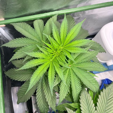 Fullgas  #2 growlog timeline photo