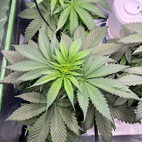Fullgas  #1 growlog timeline photo