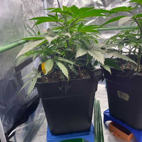 Fullgas  #1 growlog timeline photo
