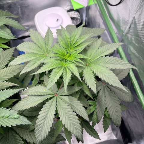 BIG Berry Bliss  growlog timeline photo