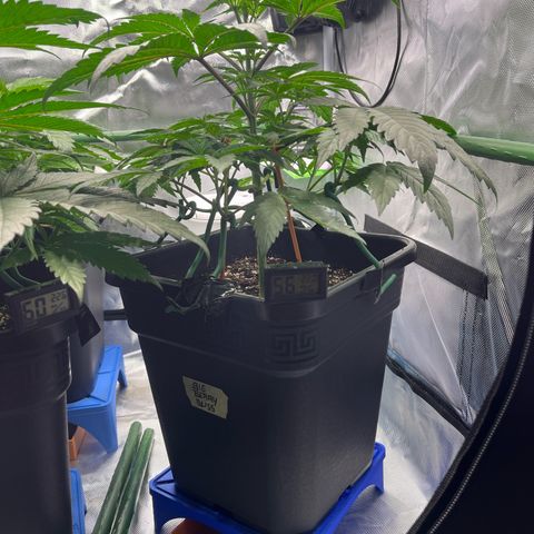 BIG Berry Bliss  growlog timeline photo