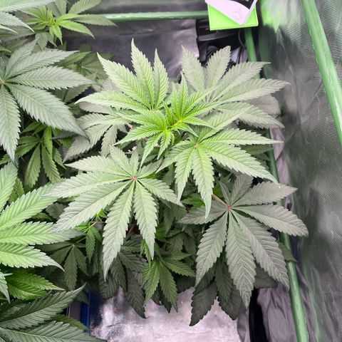 BIG Berry Bliss  growlog timeline photo