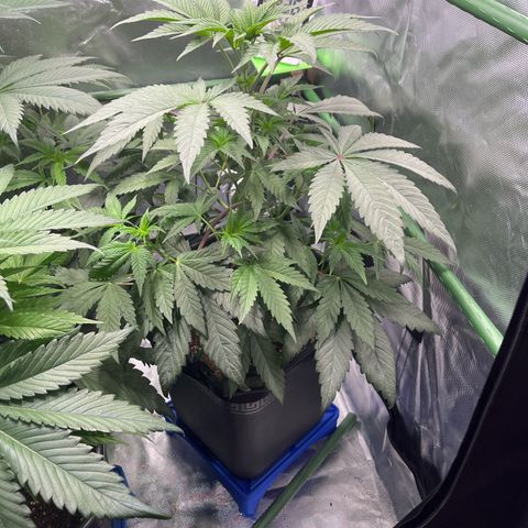 BIG Berry Bliss  growlog timeline photo