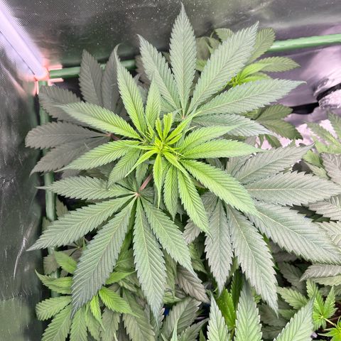 Fullgas  #1 growlog timeline photo