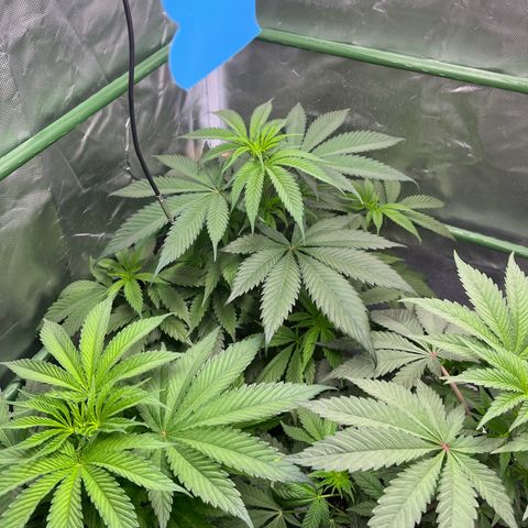 Fullgas  #1 growlog timeline photo