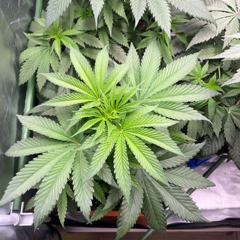Fullgas  #1 growlog timeline photo