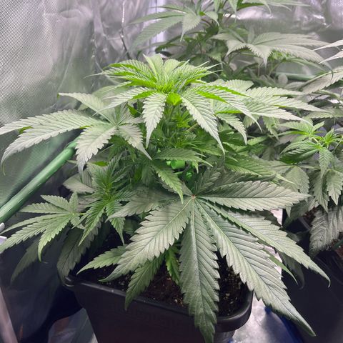 Fullgas  #1 growlog timeline photo