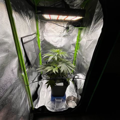Fullgas  #2 growlog photo: Umzug 60x60x120 100% Lampe 