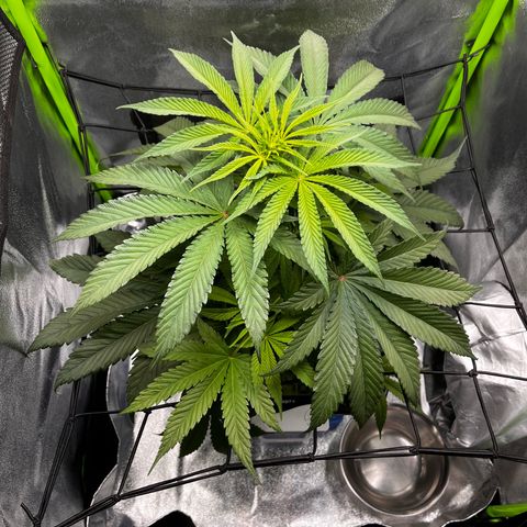 Fullgas  #2 growlog photo: Umzug 60x60x120 100% Lampe 