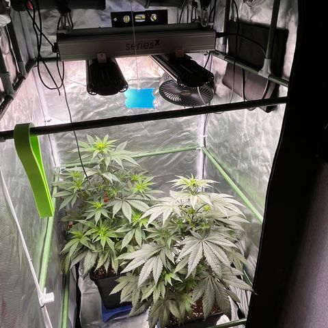 Fullgas  #1 growlog timeline photo