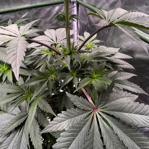 BIG Berry Bliss  growlog timeline photo