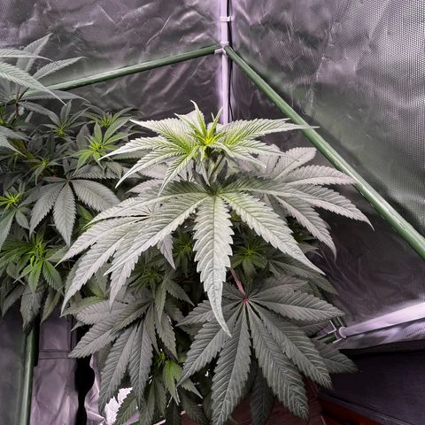 BIG Berry Bliss  growlog timeline photo