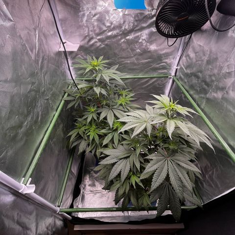 BIG Berry Bliss  growlog timeline photo