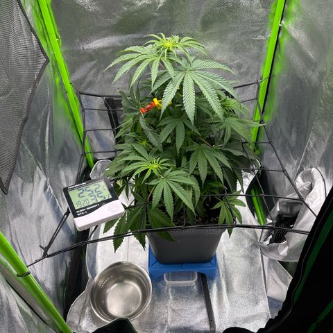 Fullgas  #2 growlog timeline photo
