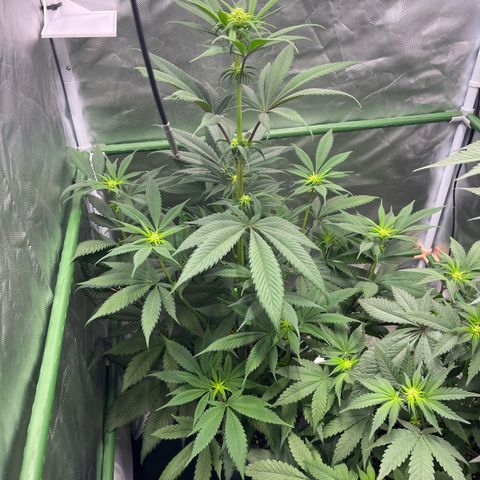 Fullgas  #1 growlog timeline photo