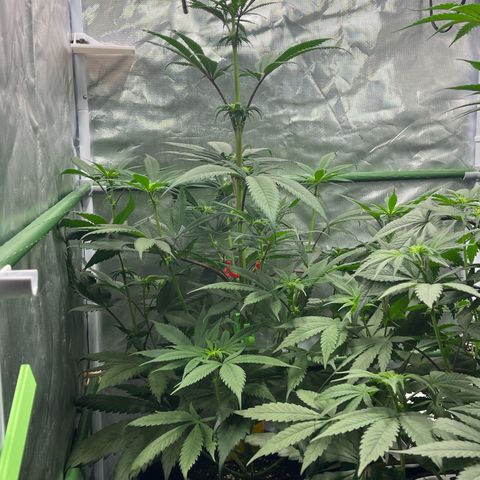 Fullgas  #1 growlog timeline photo