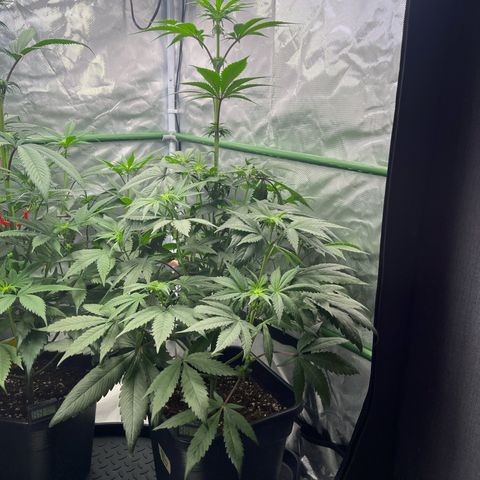 BIG Berry Bliss  growlog timeline photo