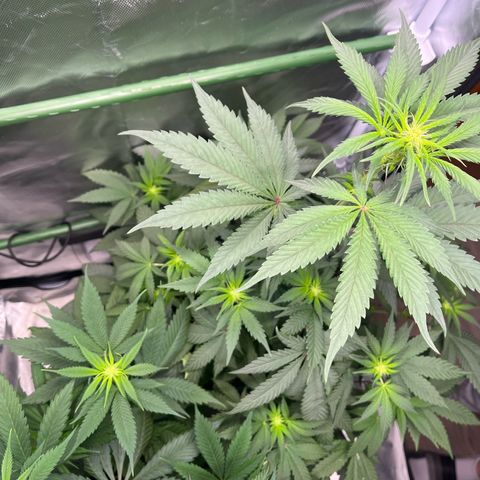 BIG Berry Bliss  growlog timeline photo