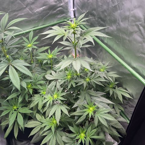 BIG Berry Bliss  growlog timeline photo
