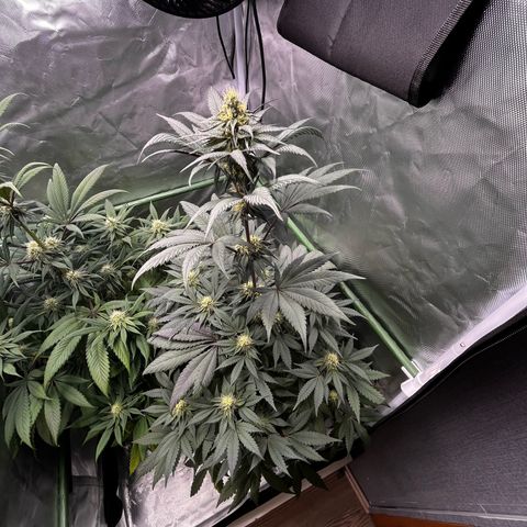 BIG Berry Bliss  growlog timeline photo