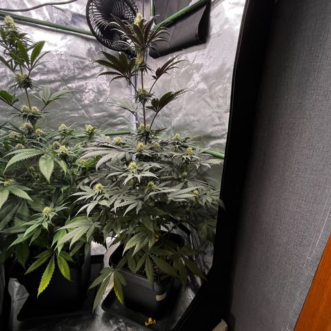 BIG Berry Bliss  growlog timeline photo