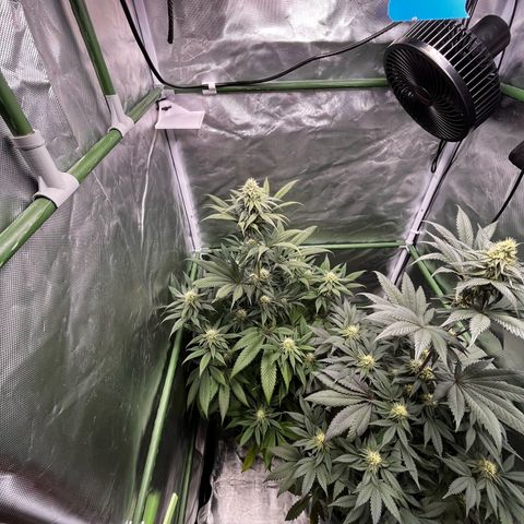 Fullgas  #1 growlog timeline photo
