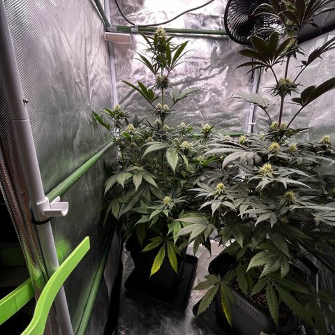Fullgas  #1 growlog timeline photo