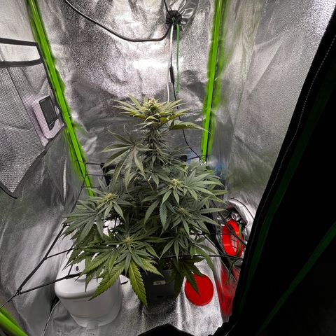 Fullgas  #2 growlog timeline photo
