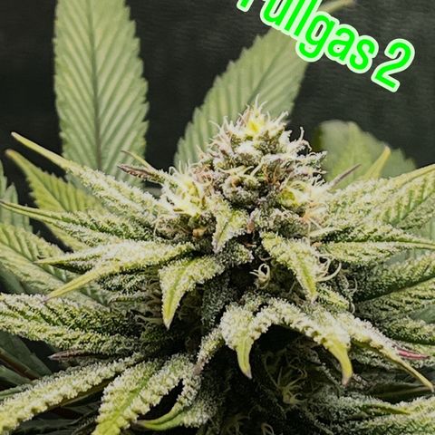 Fullgas  #2 growlog timeline photo