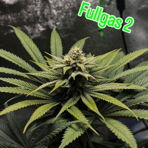 Fullgas  #2 growlog timeline photo