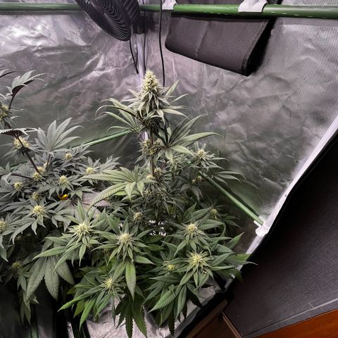 Fullgas  #1 growlog timeline photo