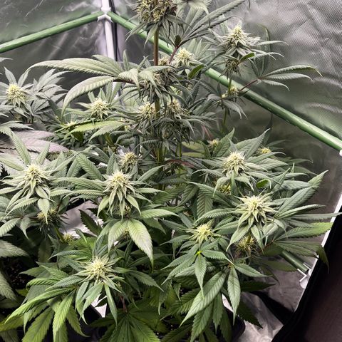 Fullgas  #1 growlog timeline photo