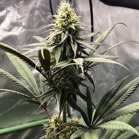 Fullgas  #1 growlog timeline photo