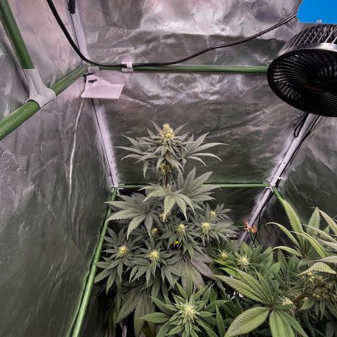 BIG Berry Bliss  growlog timeline photo