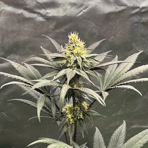 BIG Berry Bliss  growlog timeline photo