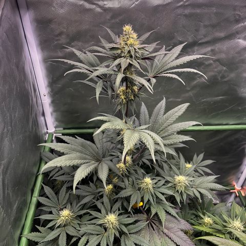 BIG Berry Bliss  growlog timeline photo