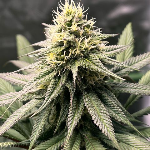 BIG Berry Bliss  growlog timeline photo