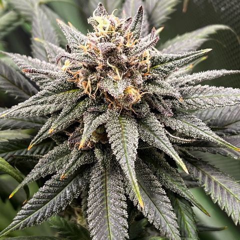 Fullgas  #1 growlog timeline photo