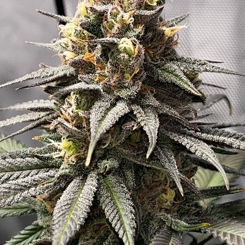 Fullgas  #1 growlog timeline photo