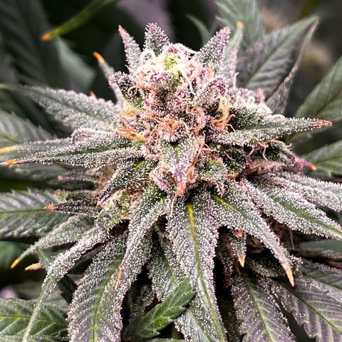 Fullgas  #1 growlog timeline photo