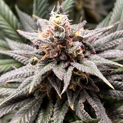 Fullgas  #1 growlog timeline photo