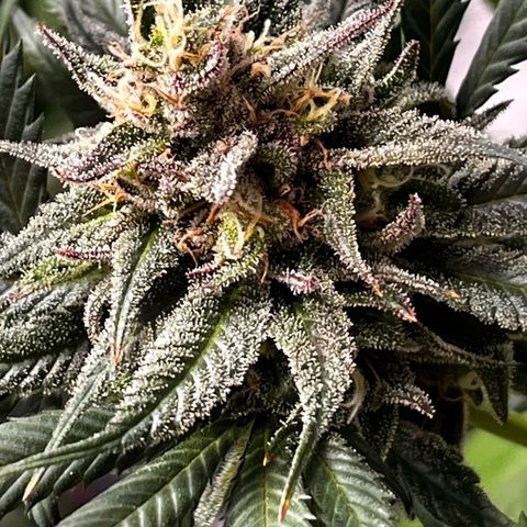 Fullgas  #1 growlog timeline photo