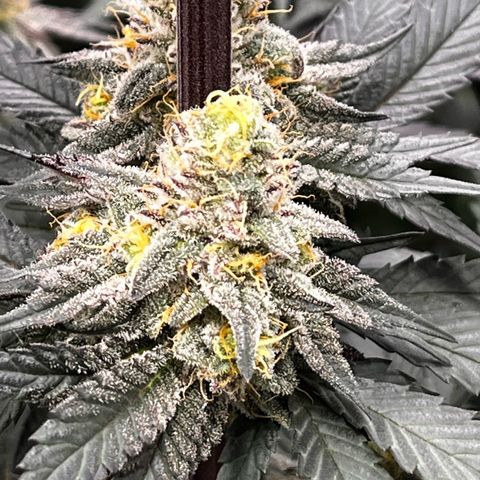 BIG Berry Bliss  growlog timeline photo