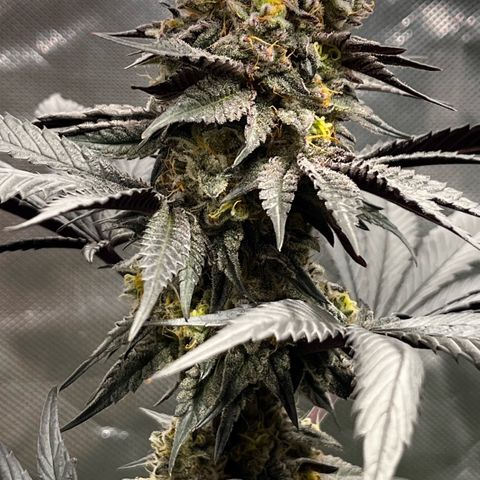 BIG Berry Bliss  growlog timeline photo
