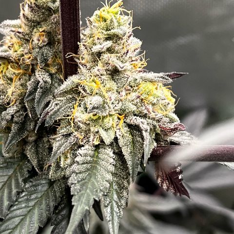 BIG Berry Bliss  growlog timeline photo
