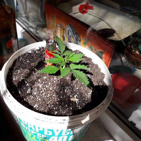 Санина белая вдова  #1 growlog timeline photo